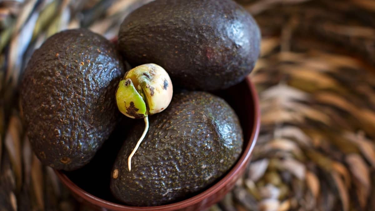 Growing avocados from seed indoors