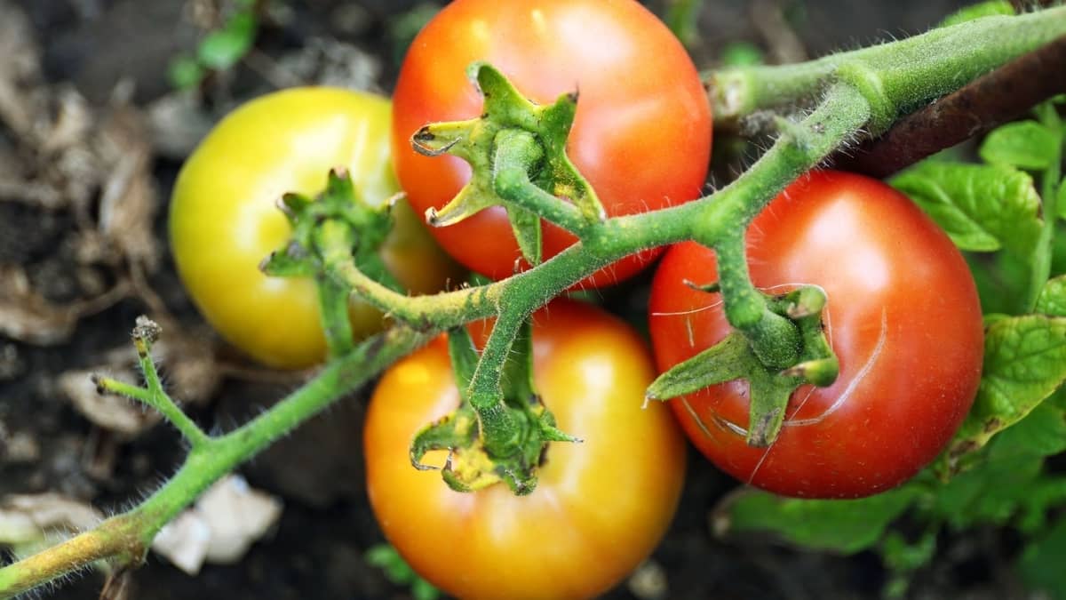 When to start growing tomatoes from seed indoors