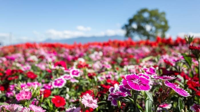 dianthus flowers