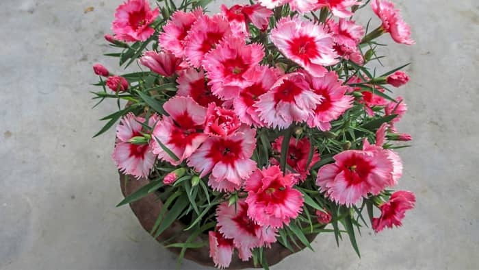 dianthus in pots