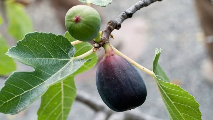 fig tree indoor