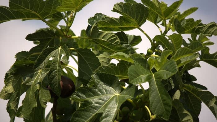 fig trees in containers