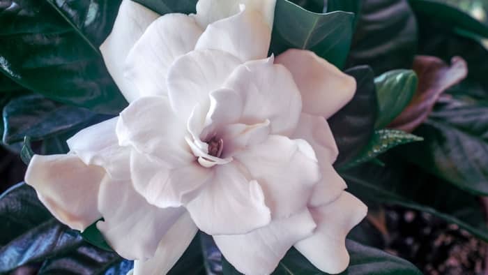 gardenia plant indoors