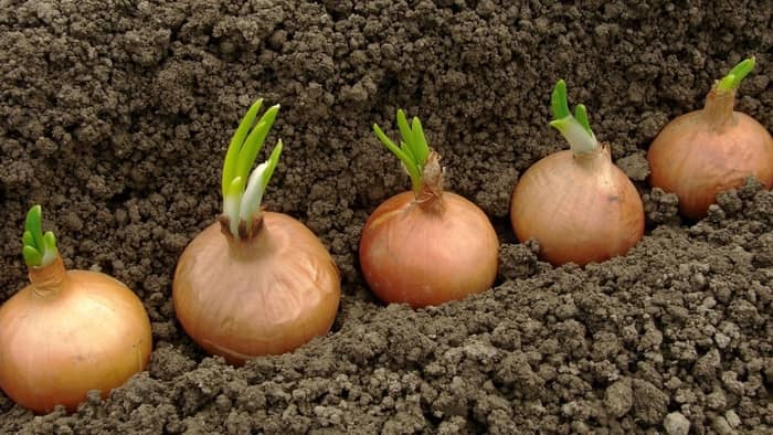 growing bunching onions from seed