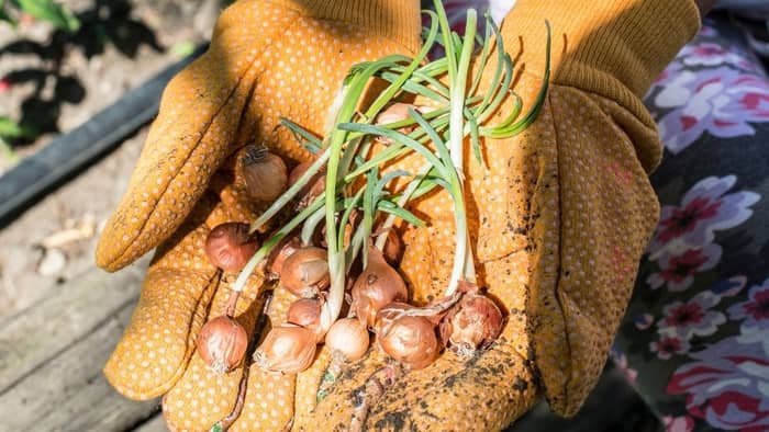 growing bunching onions from seed