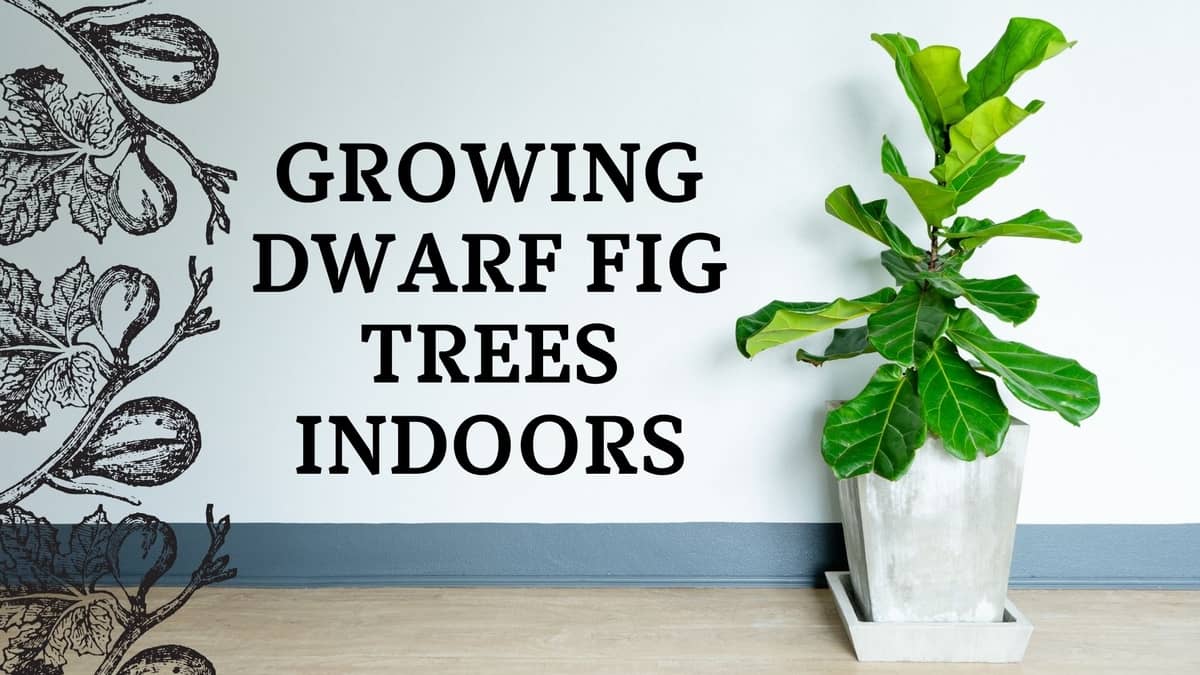 growing dwarf fig trees indoors
