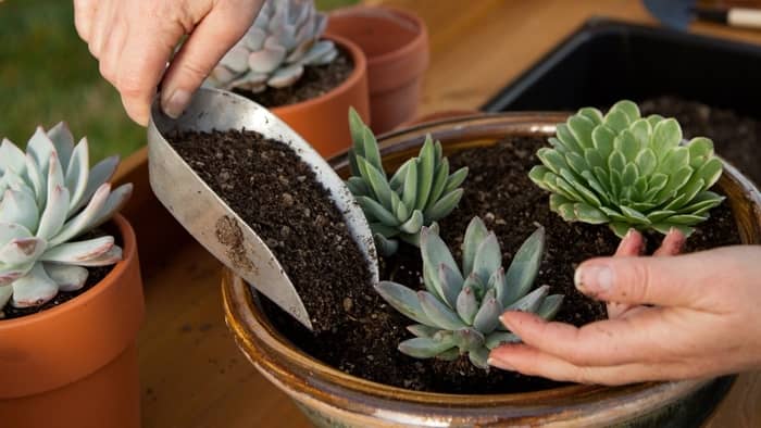 how to plant succulent seeds