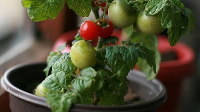 when to plant tomato seed