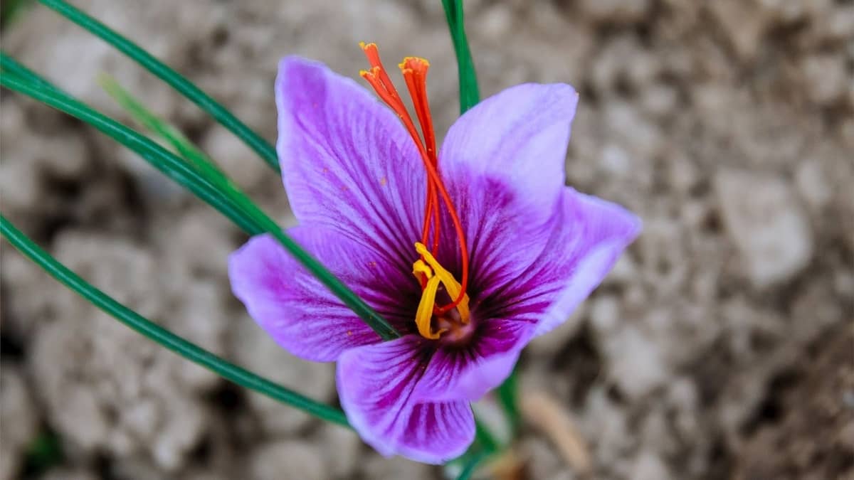 Growing Saffron Indoors Commercially