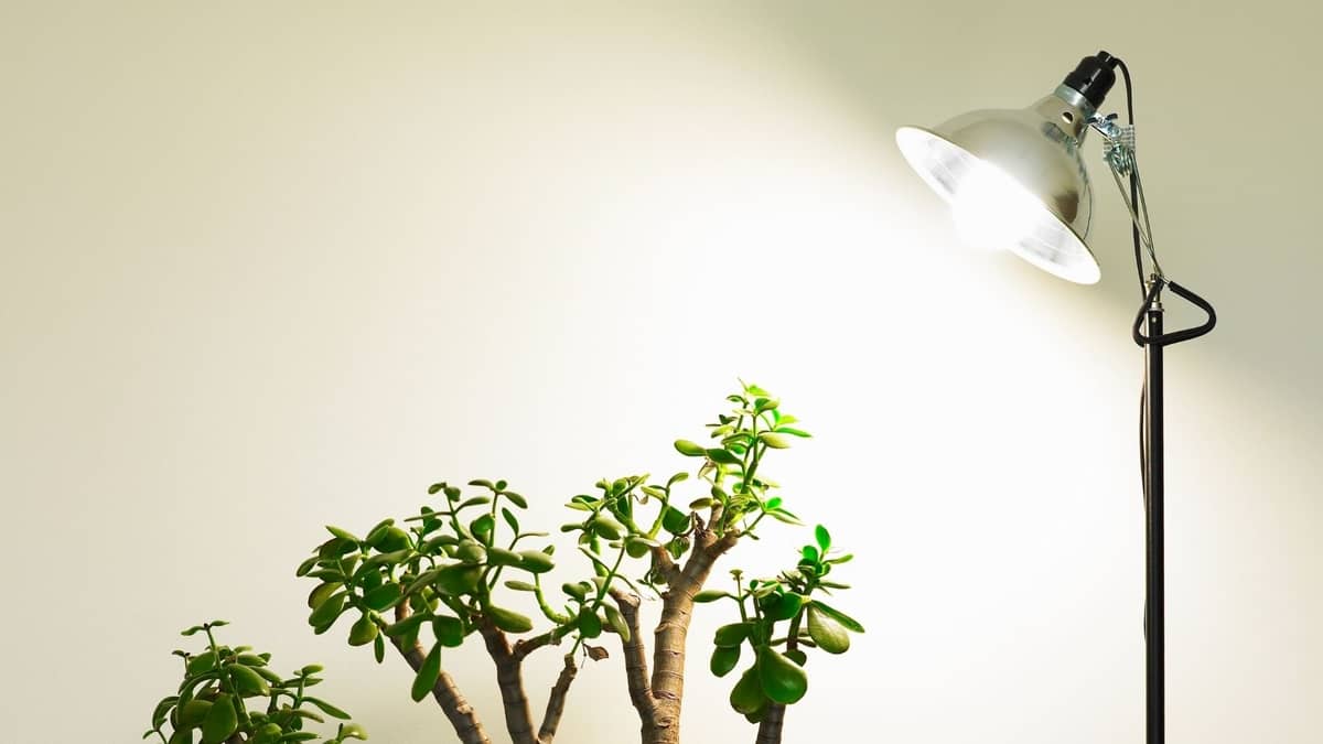 What are the Best Lights for Growing Plants Indoors