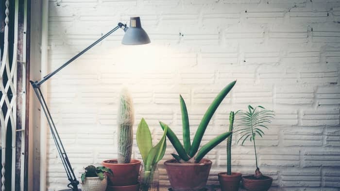  best grow lights for indoor plants