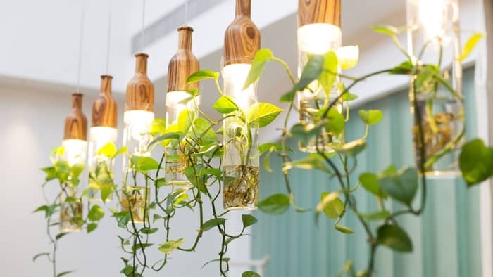  grow lights for indoor plants