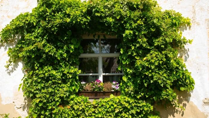  grow vines indoors