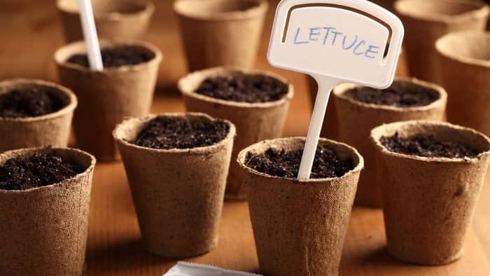 growing lettuce indoors