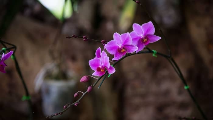 how often do vanda orchids bloom