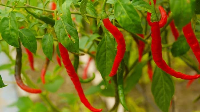 how to grow chillies