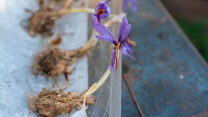 how to grow saffron