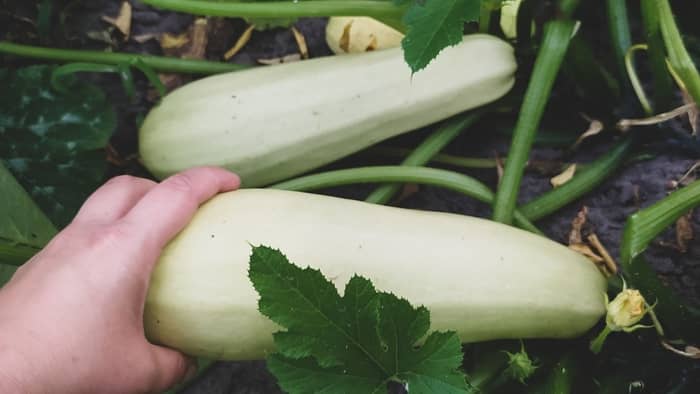 how to grow squash