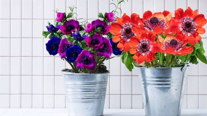 how to plant anemones bulbs