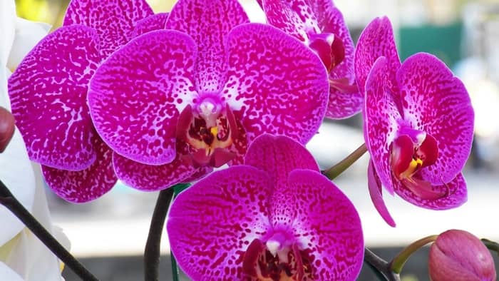 vanda orchid