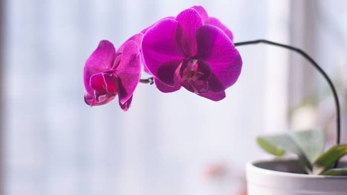 vandas orchid care