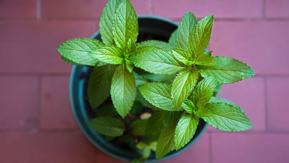 Growing A Mint Plant Indoors