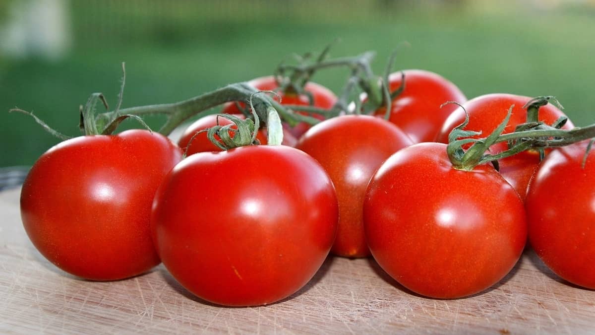 Growing Campari Tomatoes Indoors