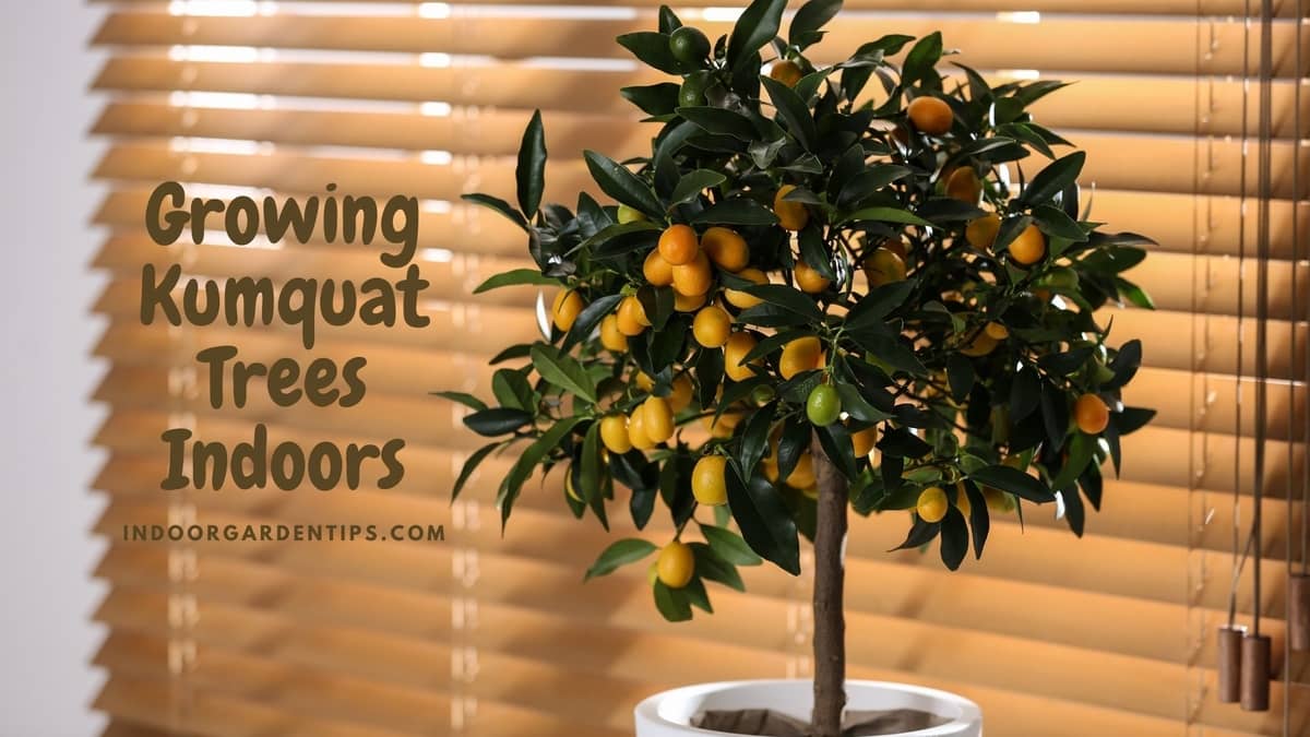 Growing Kumquat Trees Indoors