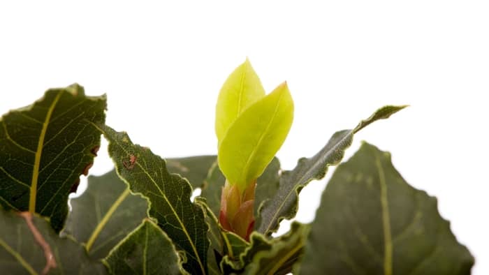 bay leaf plant indoors