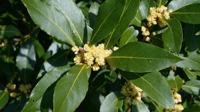 bay leaf plant