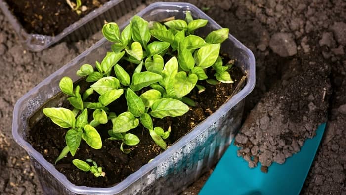  black pepper seeds