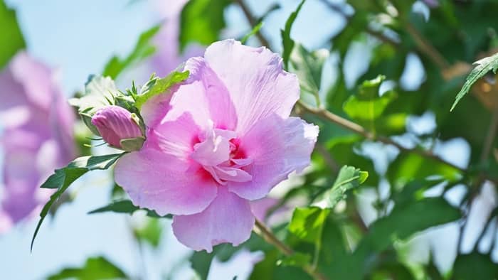 can hibiscus grow inside