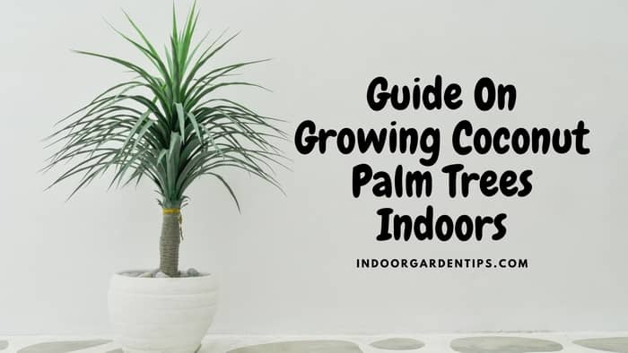  coconut palm houseplant
