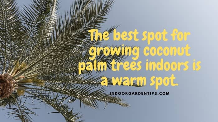  coconut palm