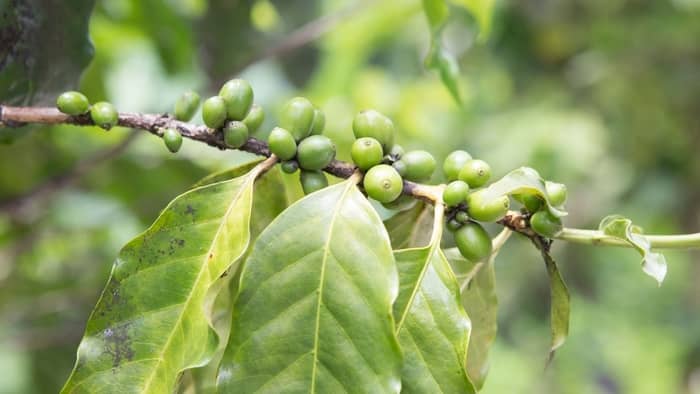  coffee plant care