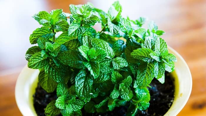  growing mint indoors