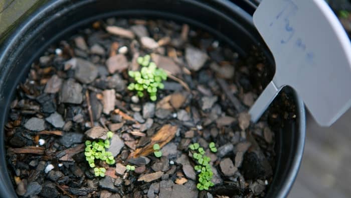 growing thyme from seeds