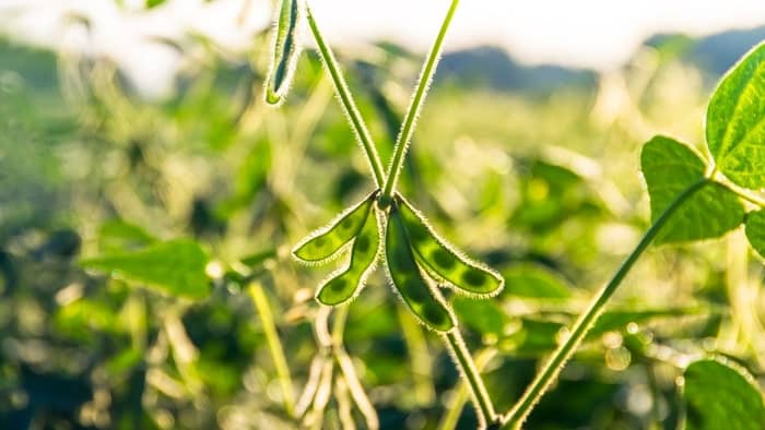how do soybeans grow