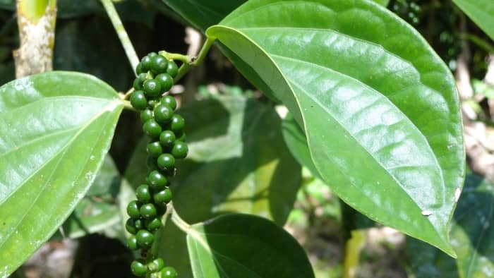  how to grow black pepper