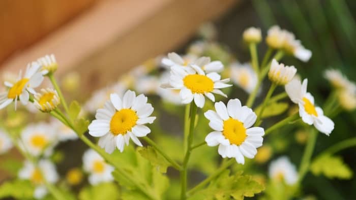 how to grow feverfew