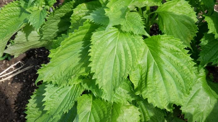  how to grow shiso