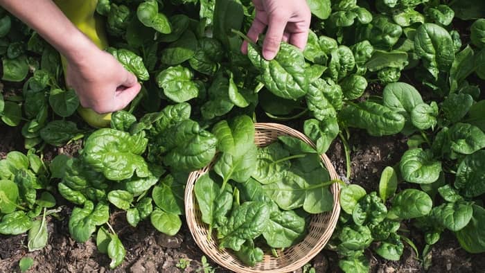  how to grow spinach