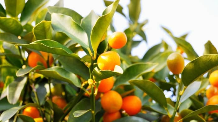  kumquat tree