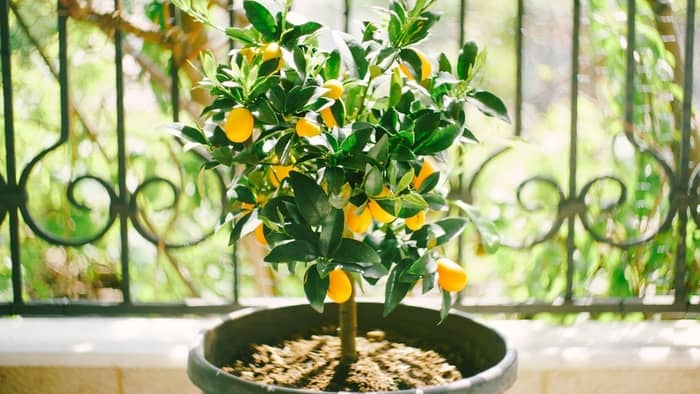  kumquats plant