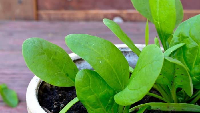  spinach growing temperature