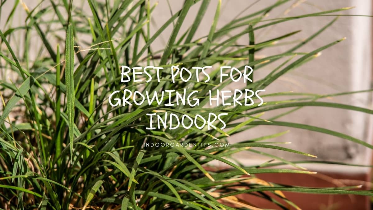 Best Pots For Growing Herbs Indoors
