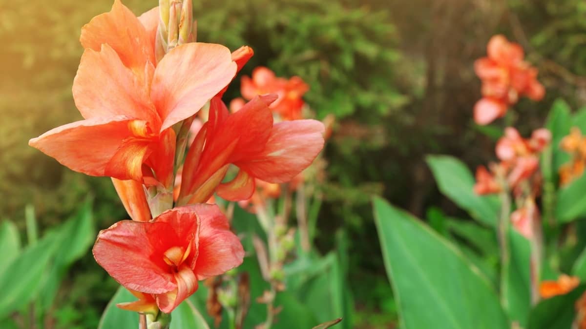 Can Canna Lilies Grow Indoors