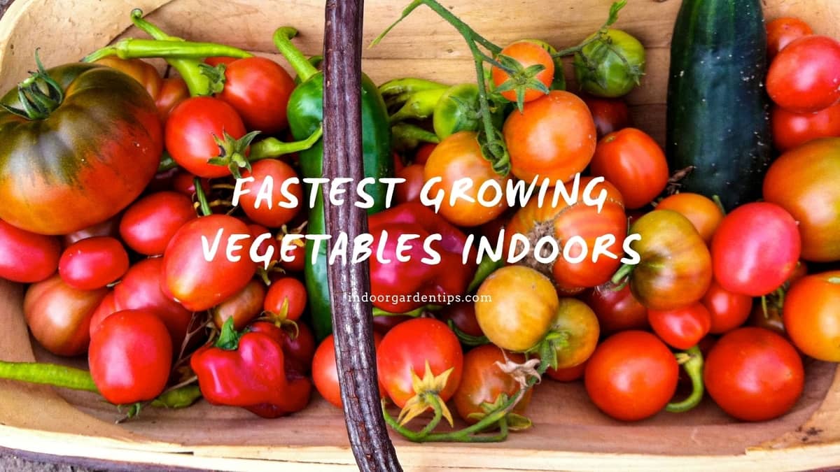 Fastest Growing Vegetables Indoors