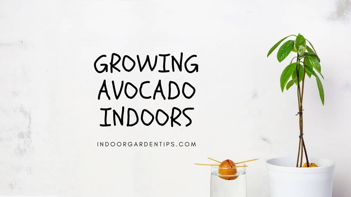 Growing Avocado Indoors