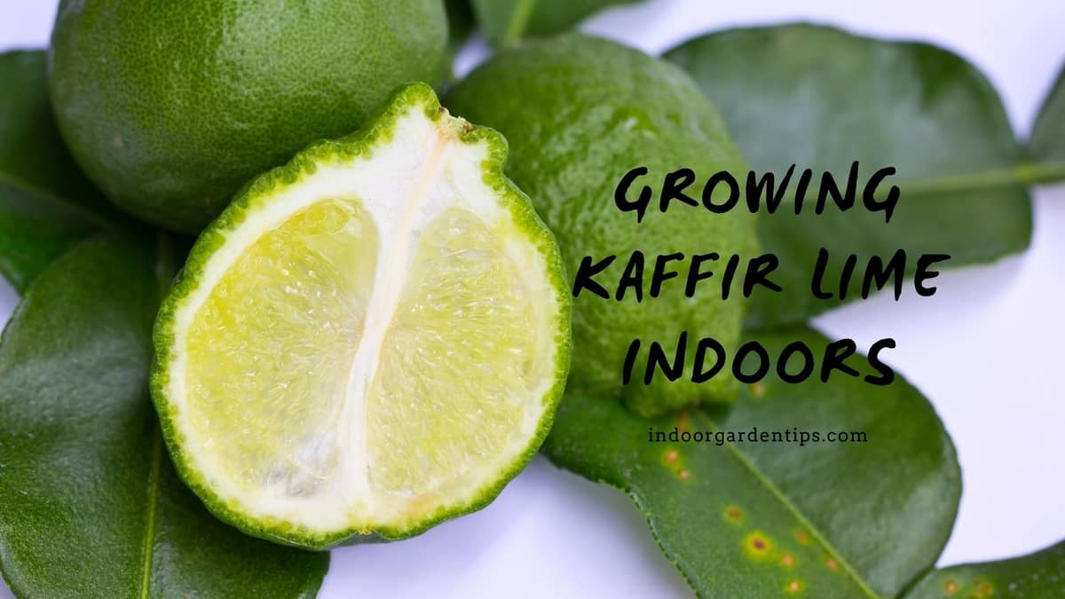 Growing Kaffir Lime Indoors